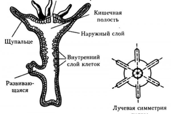 Kraken 15at сайт